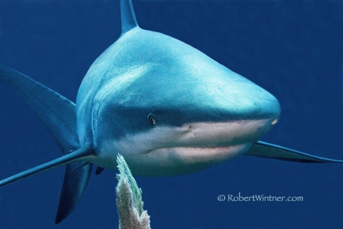 220 Shark Confidential Jardines