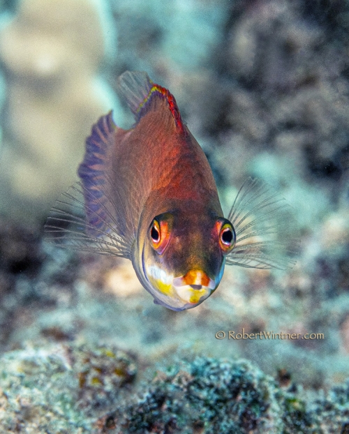 Disappearing Wrasse Comes Forth