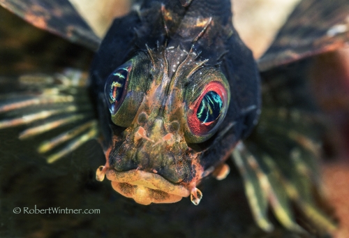 Hawaiian Turkeyfish Child