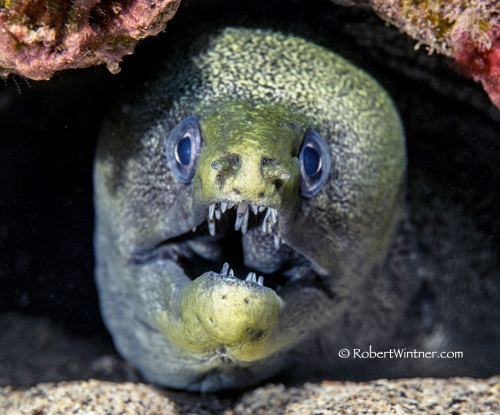 Undulated Moray Oh Hey I wont be a minute Redhill