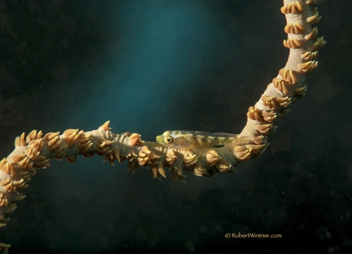 Whip Coral Goby Light